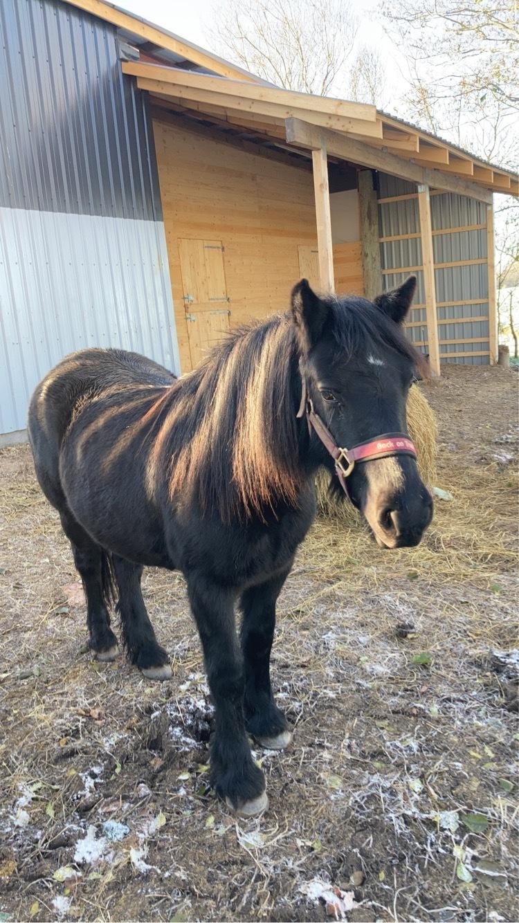Fell pony Spirhøjs Primrose  billede 7