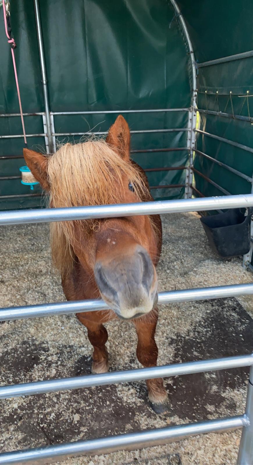 Shetlænder Skovbrynets hügo billede 11
