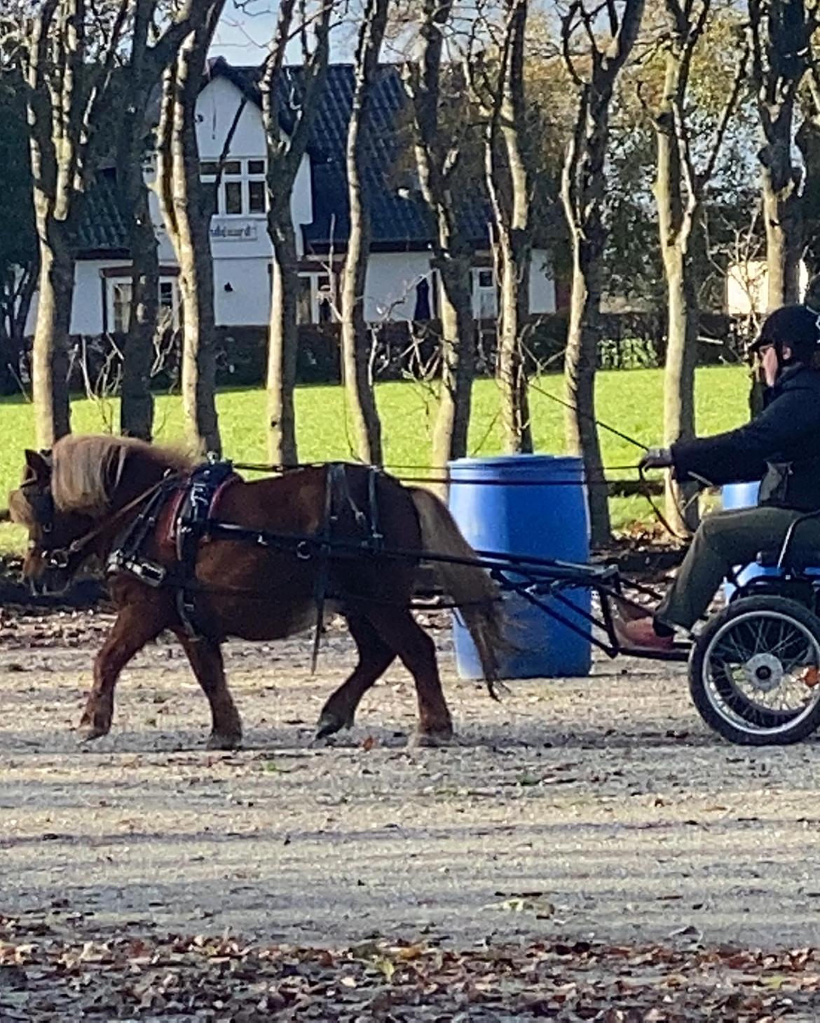 Shetlænder Skovbrynets hügo billede 12