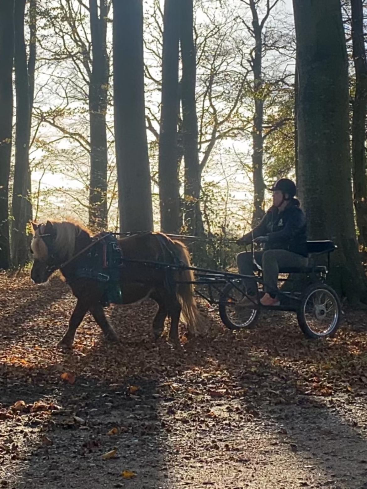Shetlænder Skovbrynets hügo billede 14