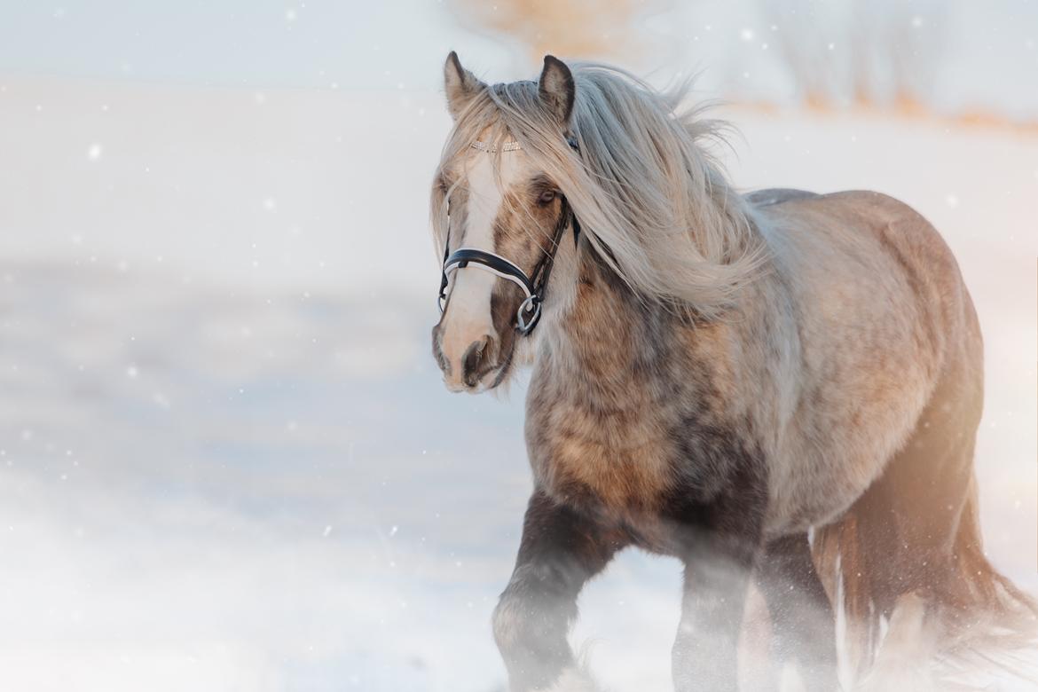 Irish Cob Nydal's Snowman billede 12