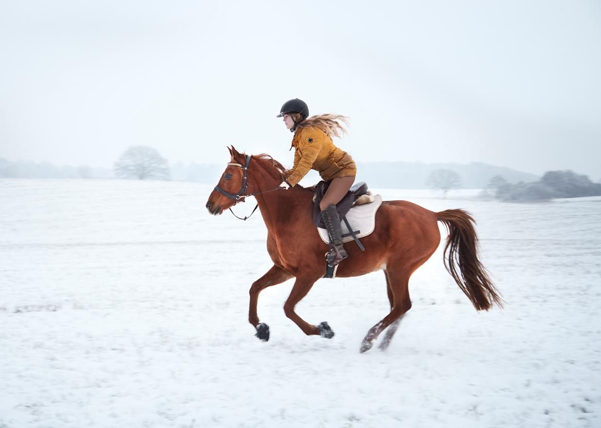 Arabisk fuldblod (OX) Aarupgårds Amina bint charm ox billede 2