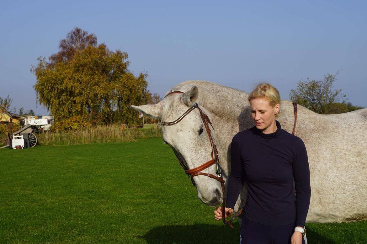 Tjekkisk Varmblod  Wavo carta billede 14