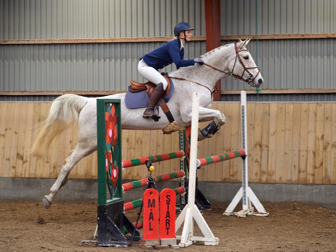 Tjekkisk Varmblod  Wavo carta billede 15