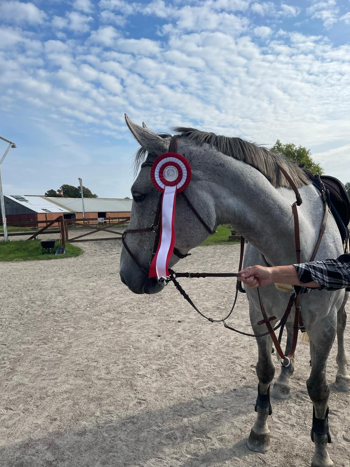 Zangersheide Pachanga Z billede 12
