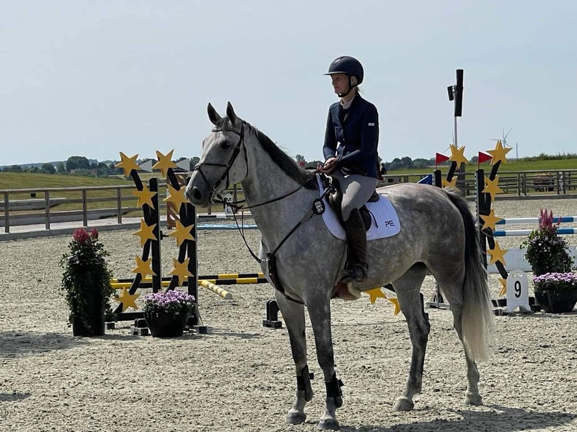 Zangersheide Pachanga Z billede 16