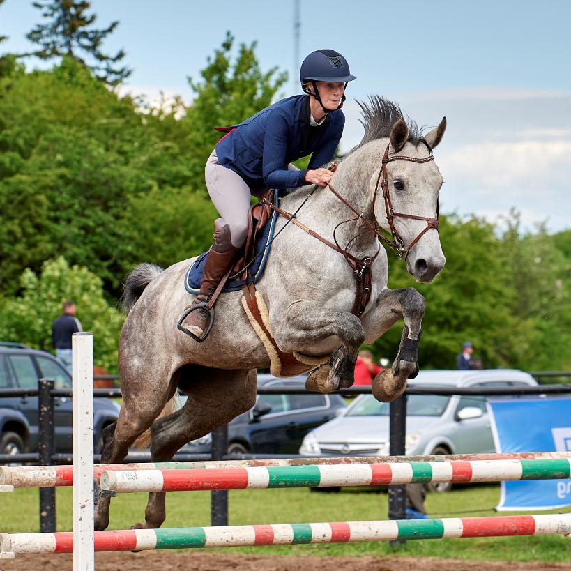 Zangersheide Pachanga Z billede 17