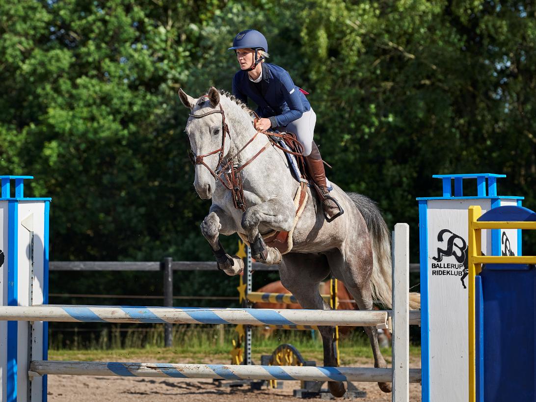 Zangersheide Pachanga Z billede 20