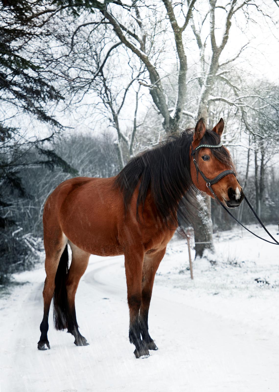 Arabisk fuldblod (OX) Tayisha Van Charm ox  billede 2
