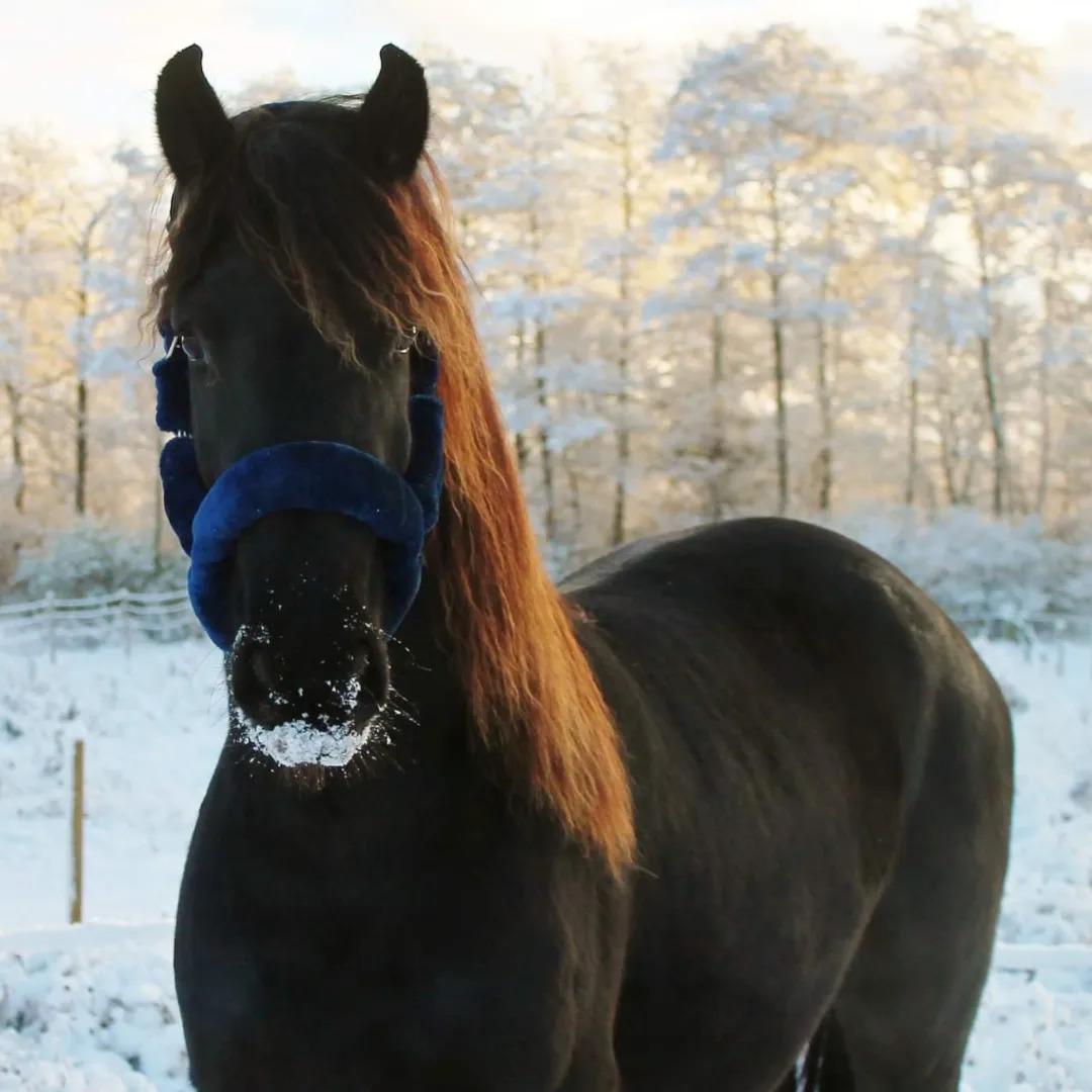 Barockpferd Grønvangs Lunara Ebony [Solgt] billede 20