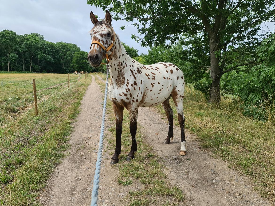 Anden særlig race Muleby's Chivara billede 4