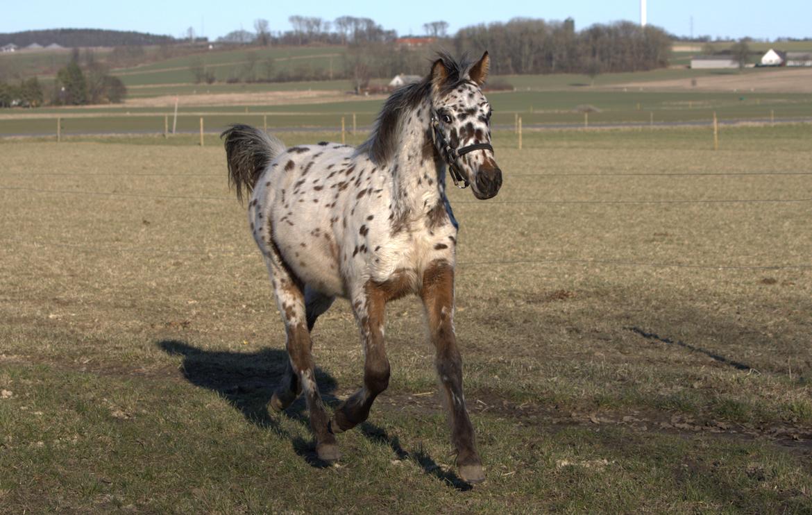 Anden særlig race Muleby's Chivara billede 12