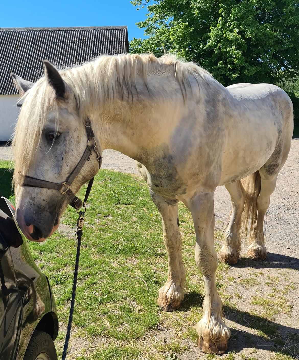 Drumhorse Eigil - Alana's Phantom billede 7