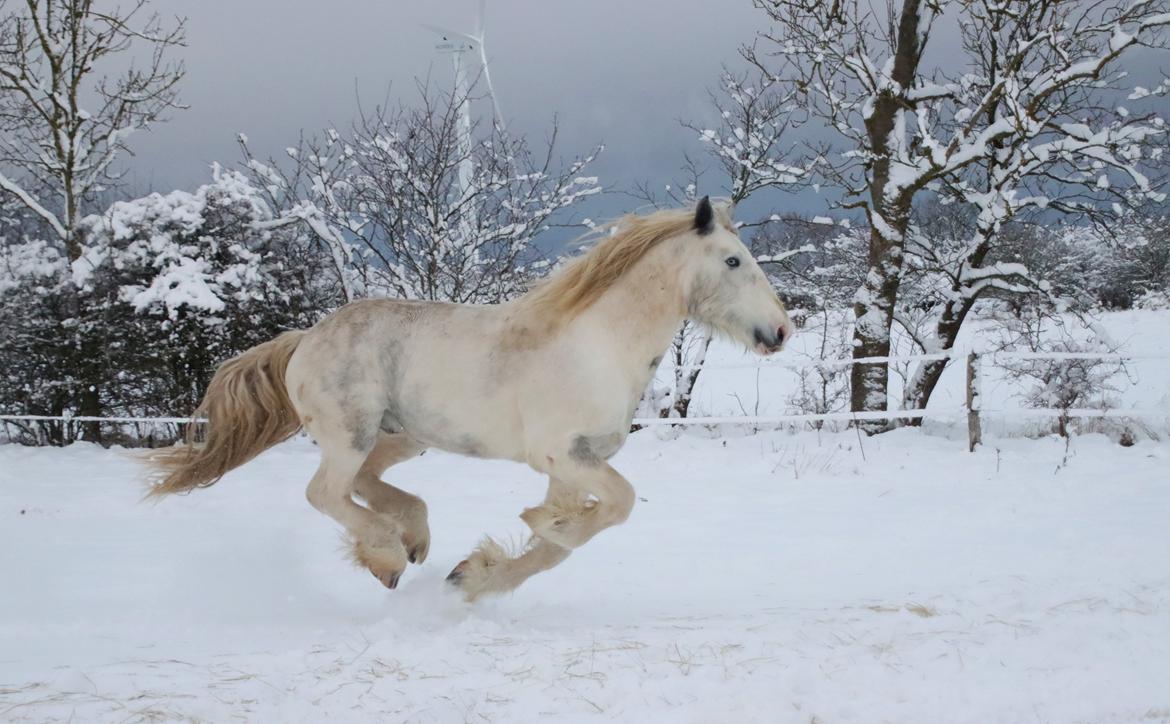 Drumhorse Eigil - Alana's Phantom billede 11