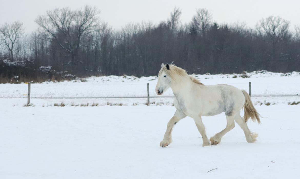 Drumhorse Eigil - Alana's Phantom billede 12