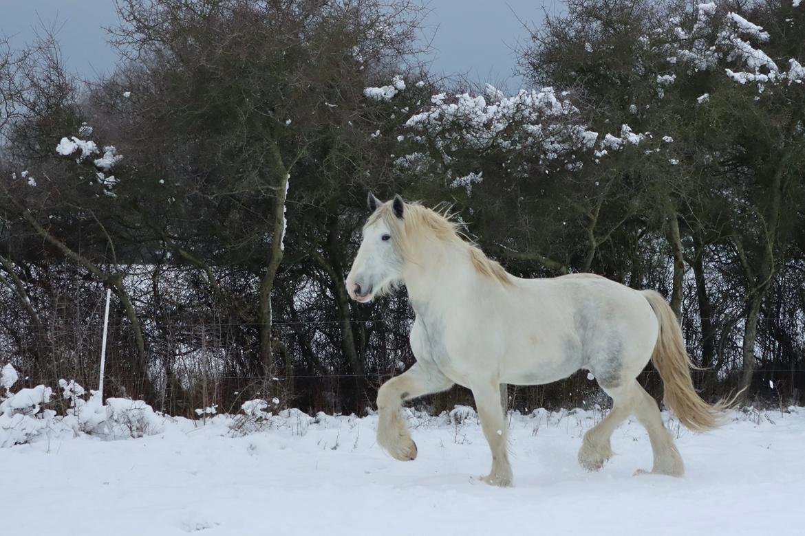 Drumhorse Eigil - Alana's Phantom billede 15