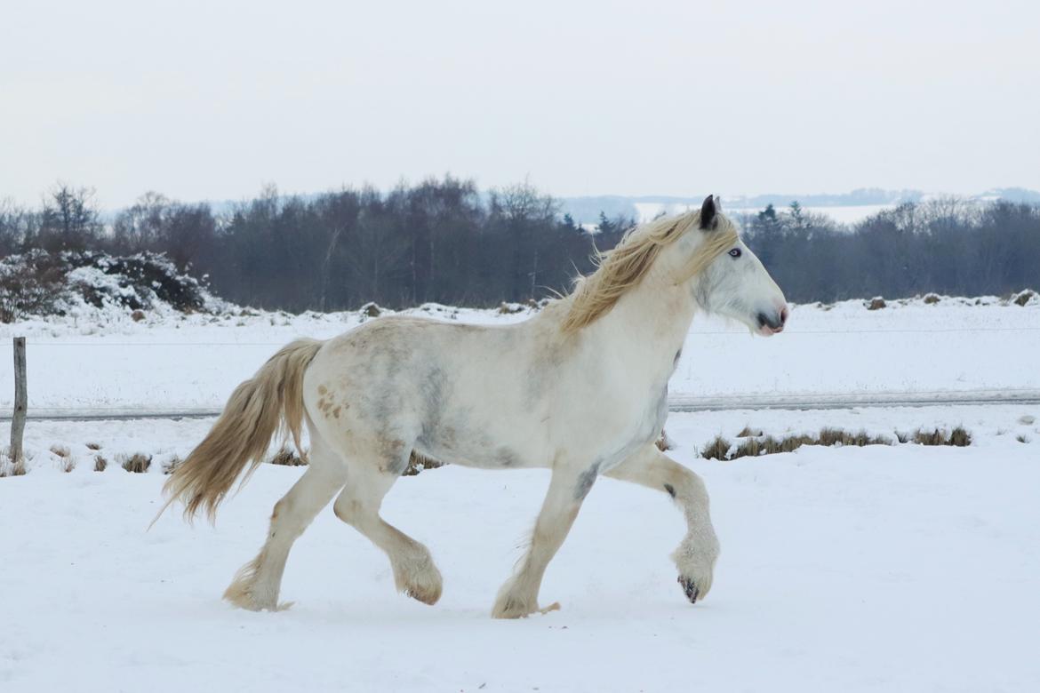 Drumhorse Eigil - Alana's Phantom billede 18