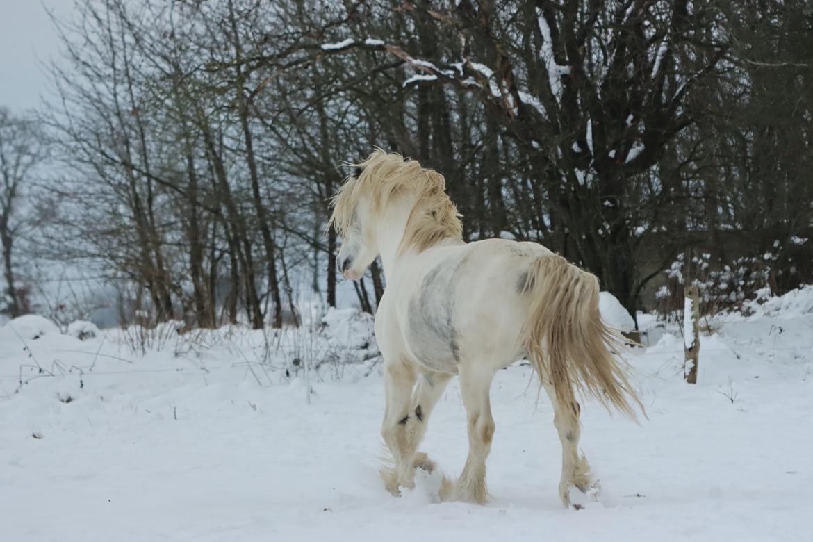 Drumhorse Eigil - Alana's Phantom billede 19
