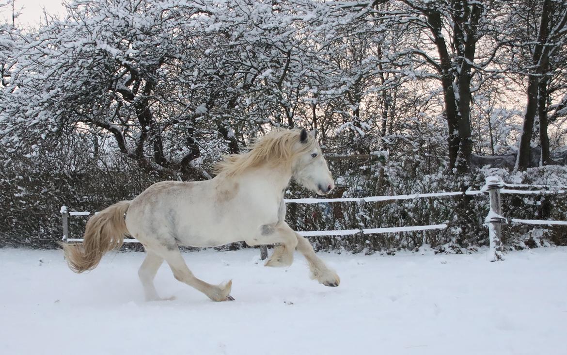 Drumhorse Eigil - Alana's Phantom billede 13
