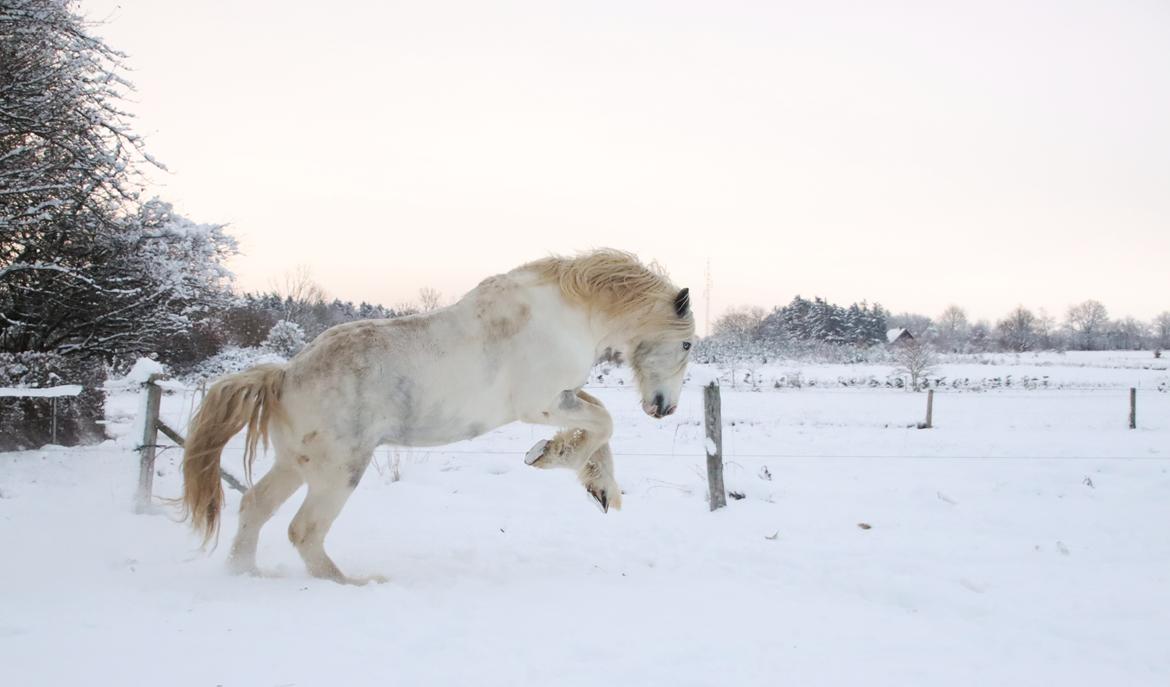 Drumhorse Eigil - Alana's Phantom billede 14