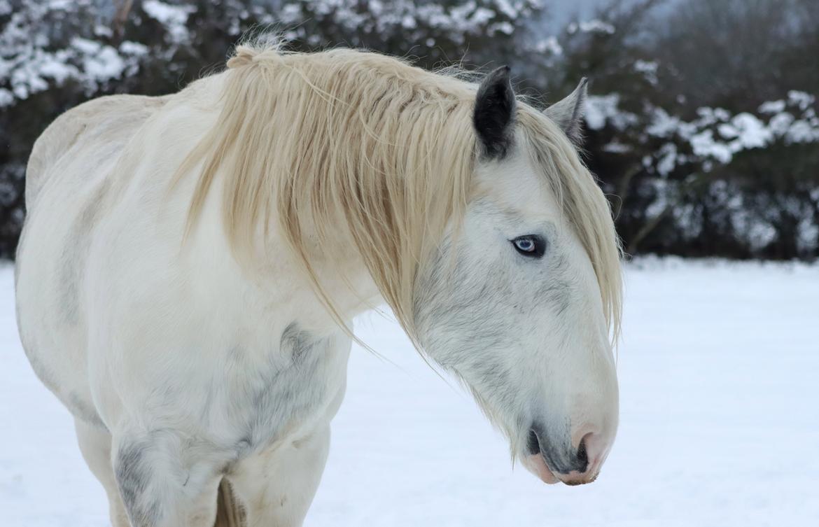 Drumhorse Eigil - Alana's Phantom billede 16