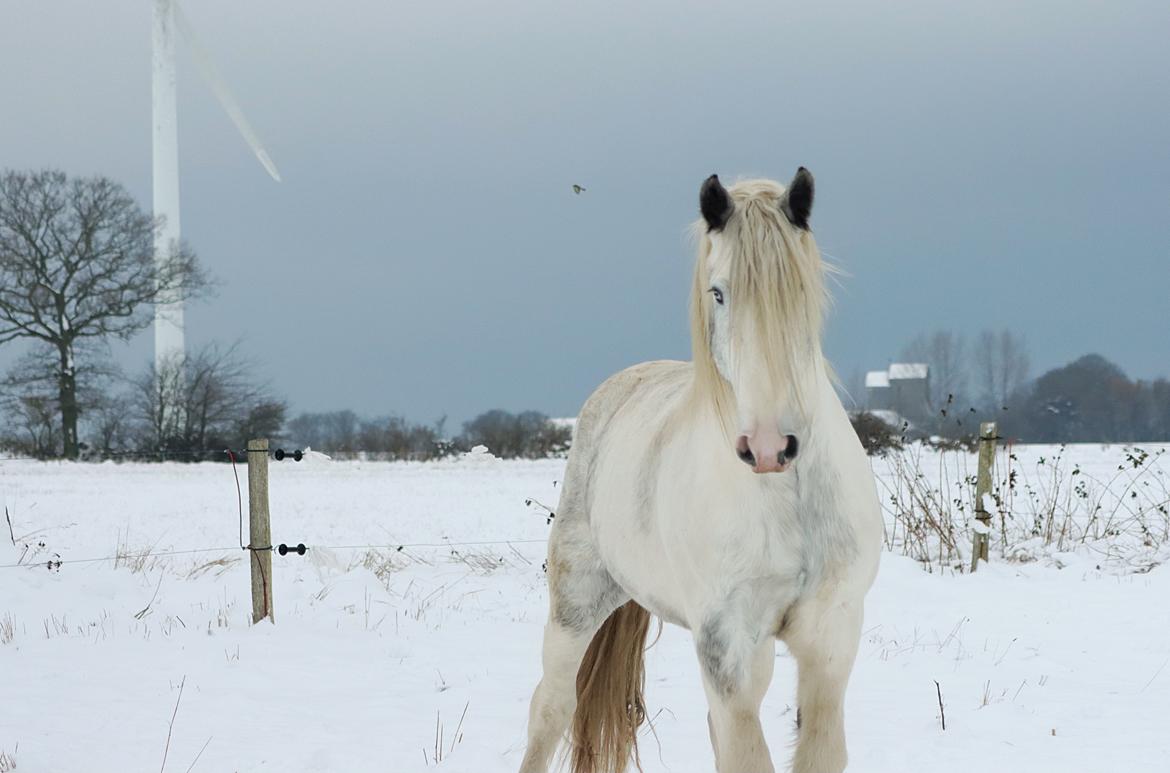 Drumhorse Eigil - Alana's Phantom billede 17
