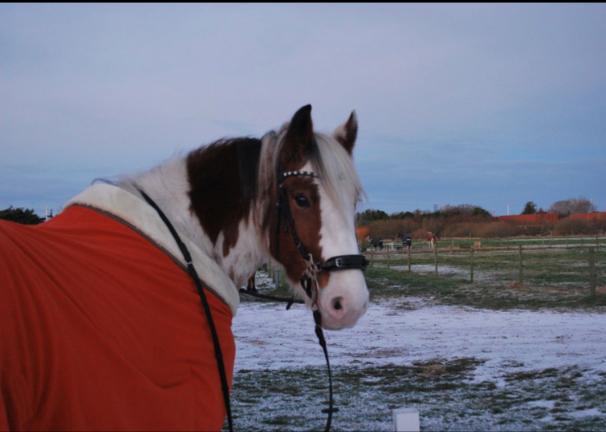Irish Cob Stormy billede 1