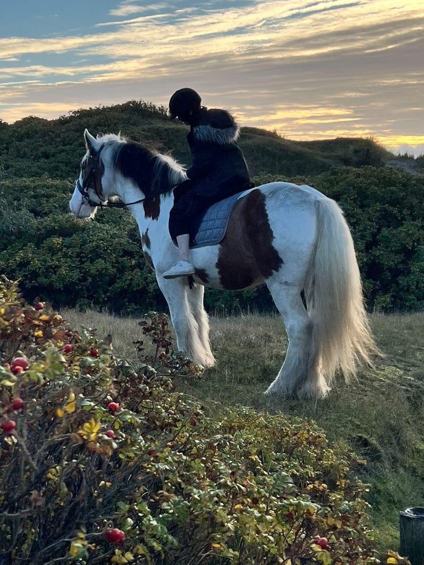 Irish Cob Stormy billede 2
