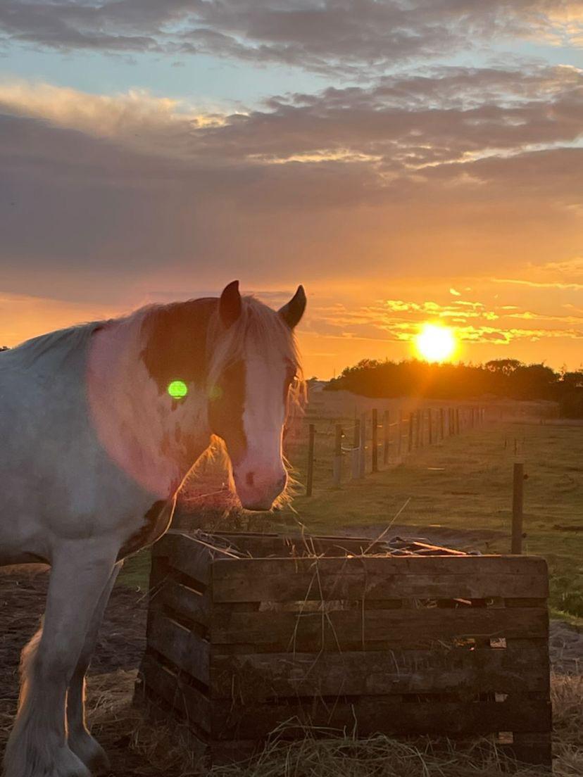 Irish Cob Stormy billede 3