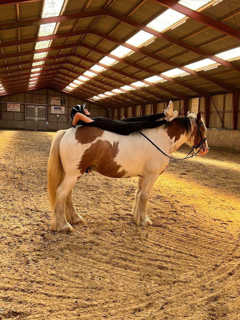 Irish Cob Stormy billede 4