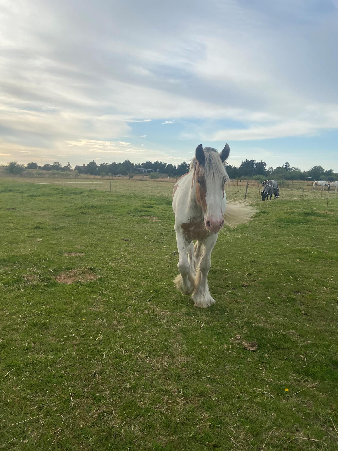 Irish Cob Stormy billede 5