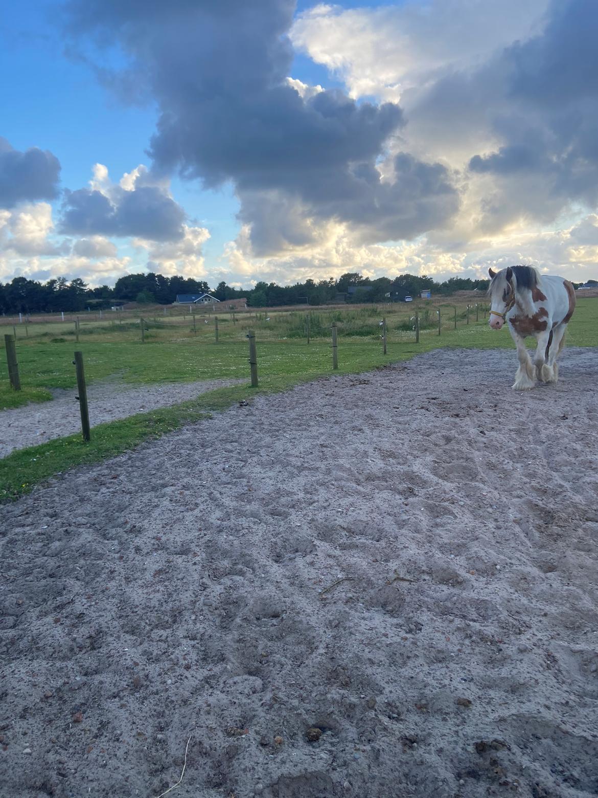Irish Cob Stormy billede 6