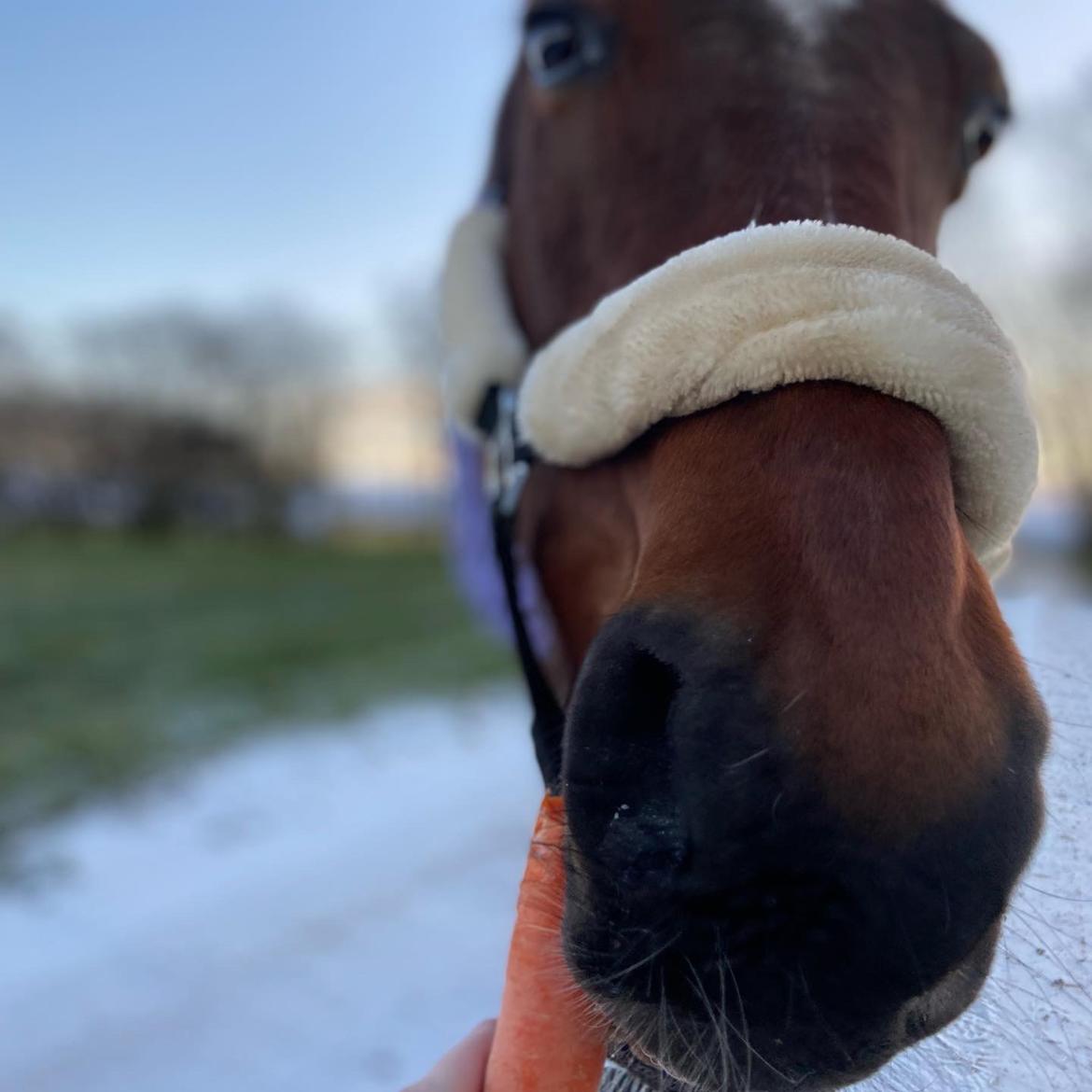 Traver Luka Østervang<3 billede 4