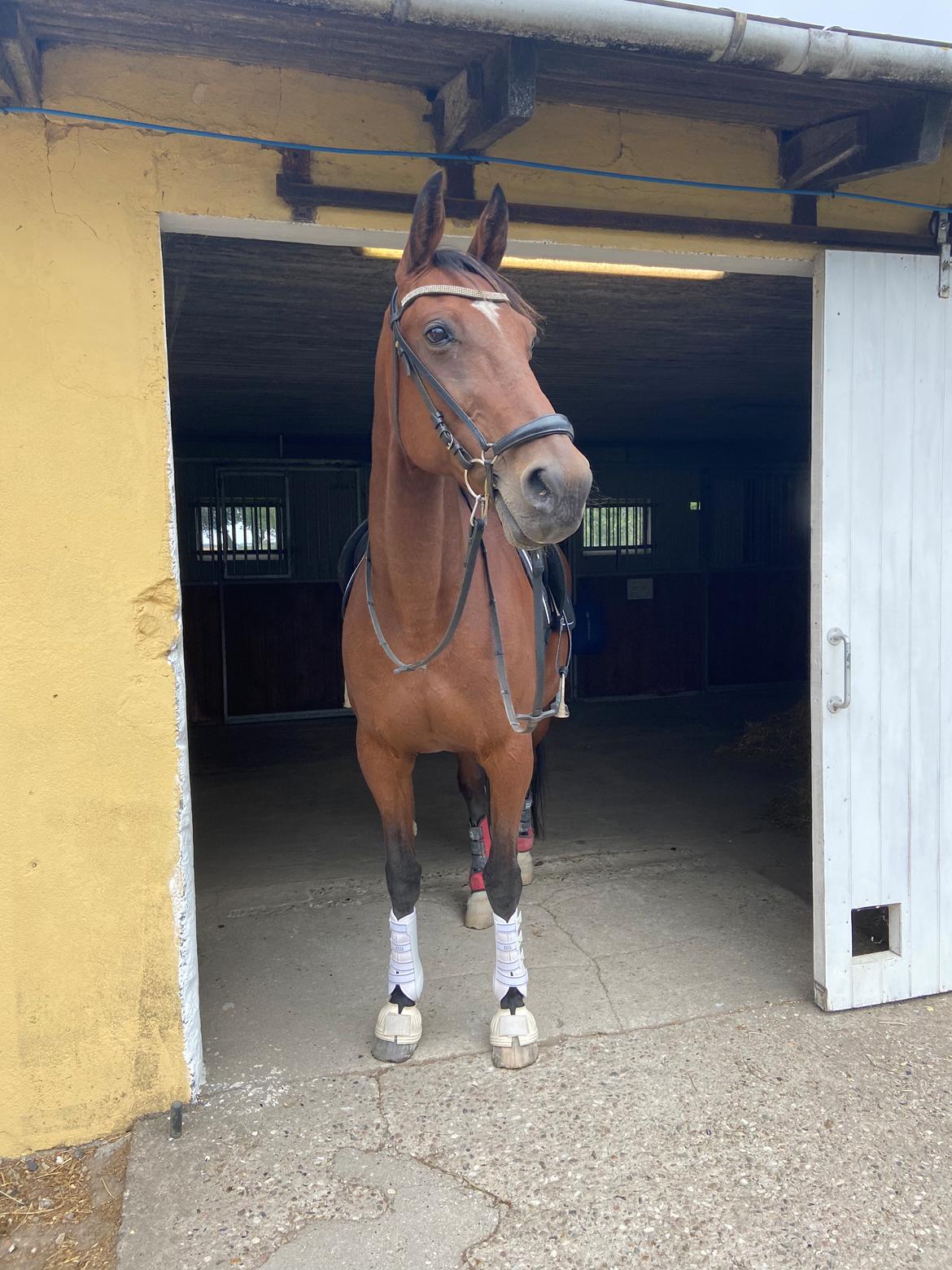 Traver Luka Østervang<3 billede 9