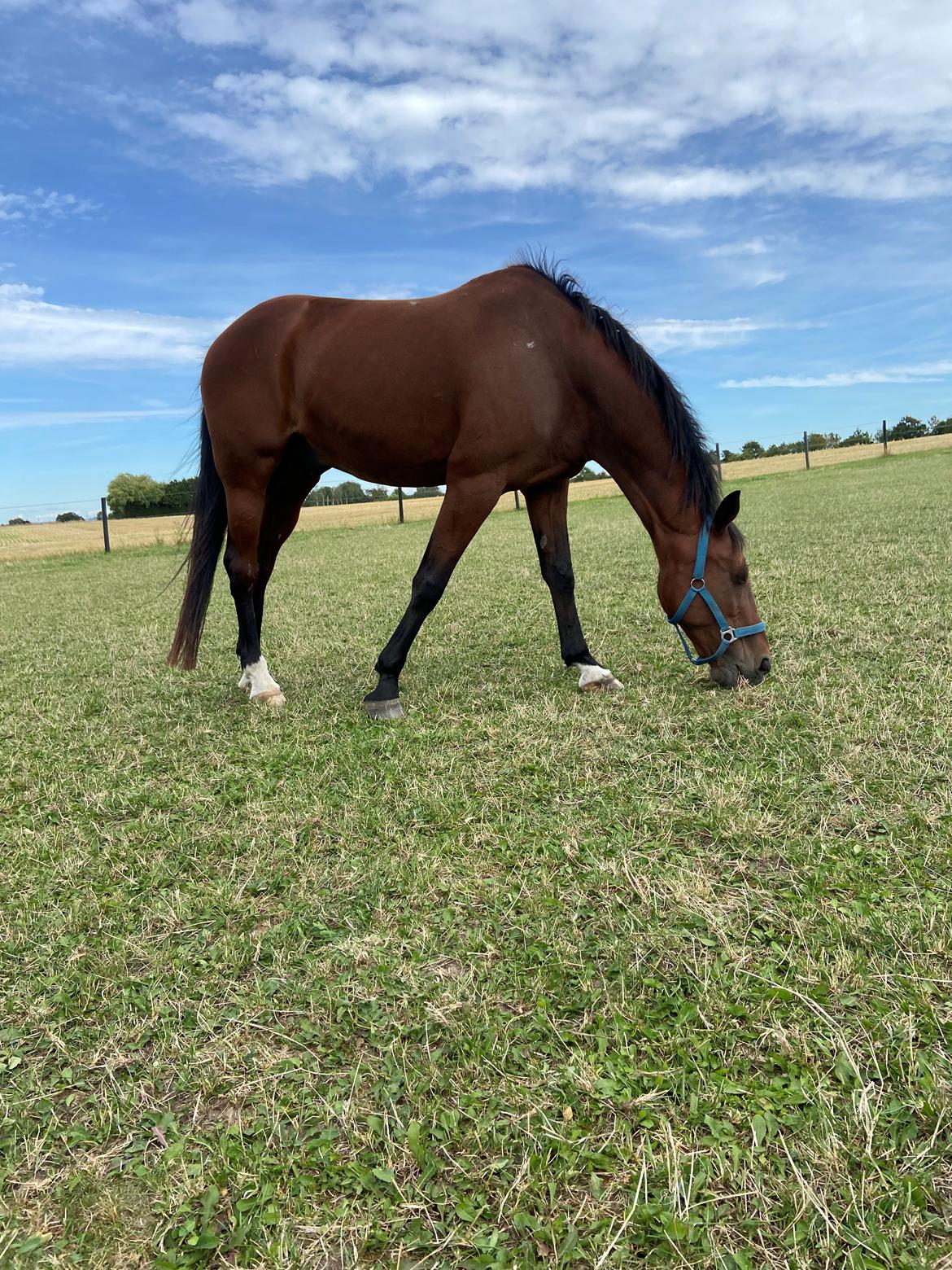 Traver Luka Østervang<3 billede 10