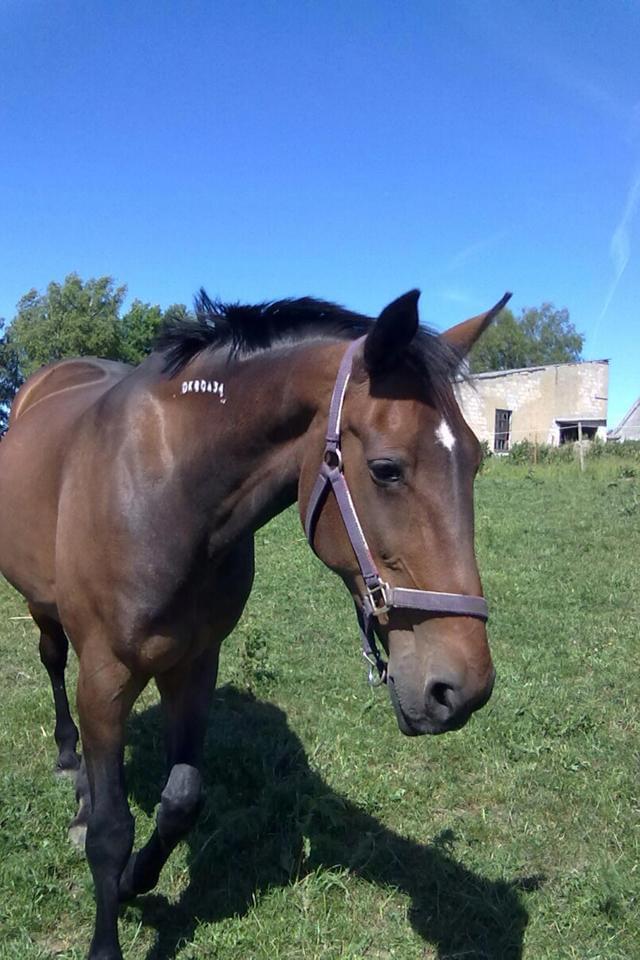 Traver Faraway *Himmelhest* billede 2