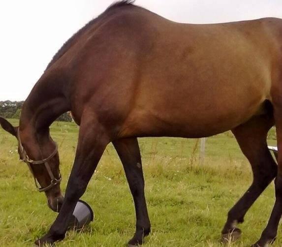 Traver Faraway *Himmelhest* billede 3