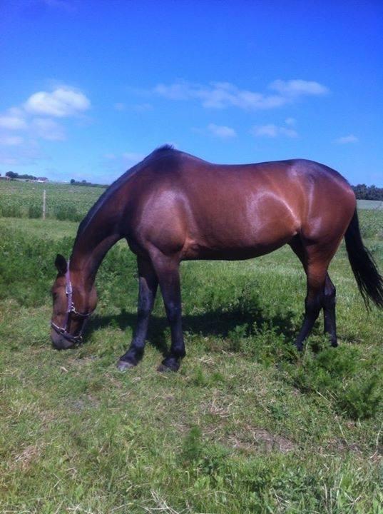 Traver Faraway *Himmelhest* billede 5