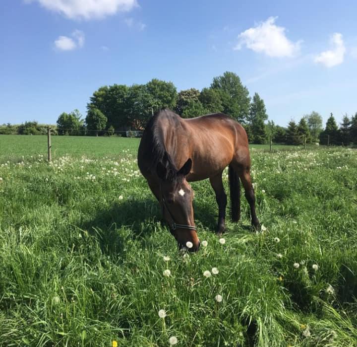 Traver Faraway *Himmelhest* billede 4