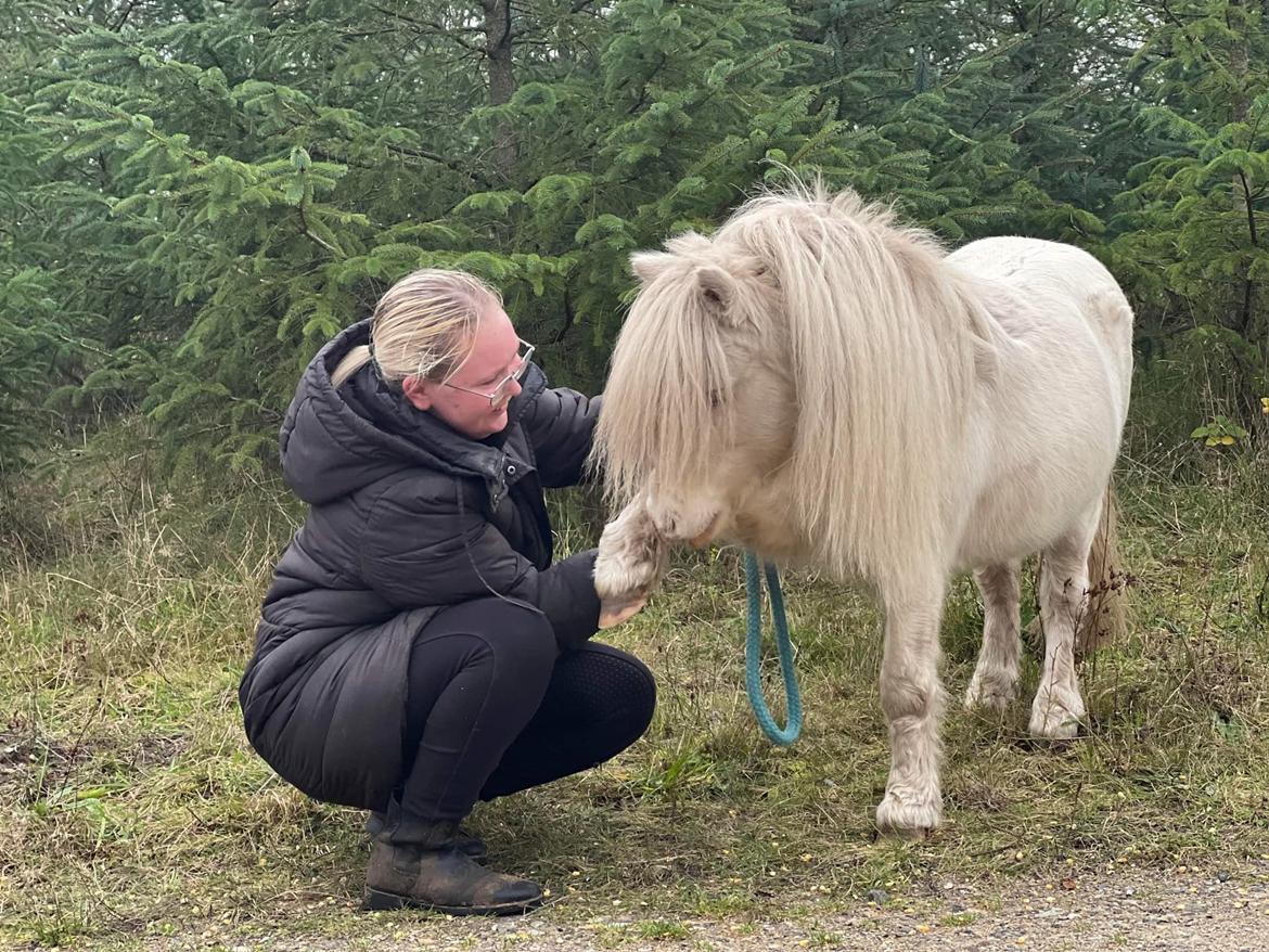 Amerikansk Miniature Marielund's Incredible  - November 2021 | God rejse makker! billede 19