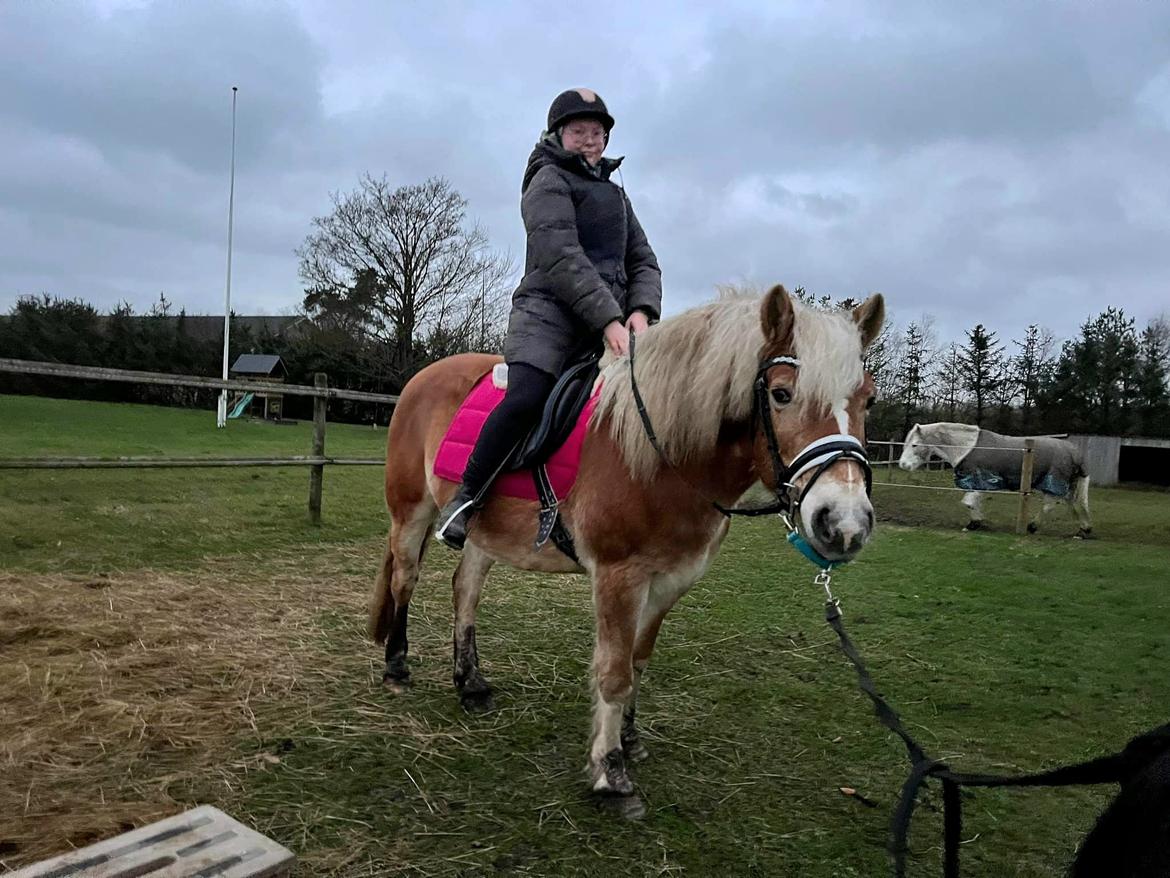 Haflinger Bella - December 2022 - Første gang med rytter  billede 8