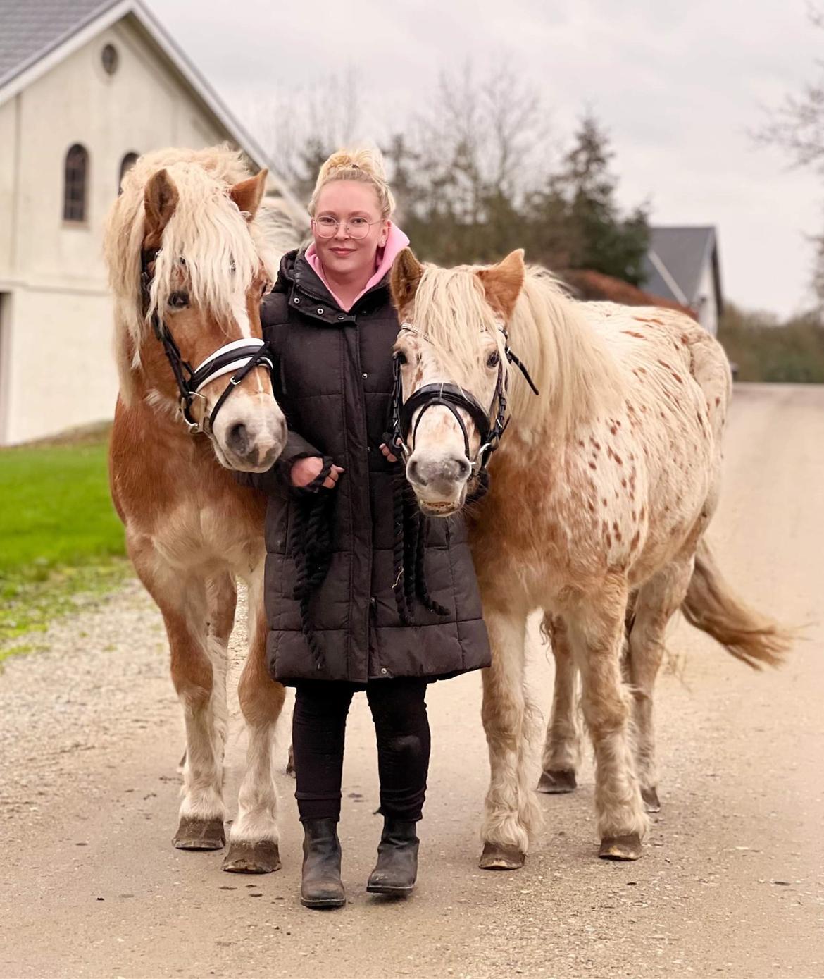 Haflinger Bella - November 2022 billede 9