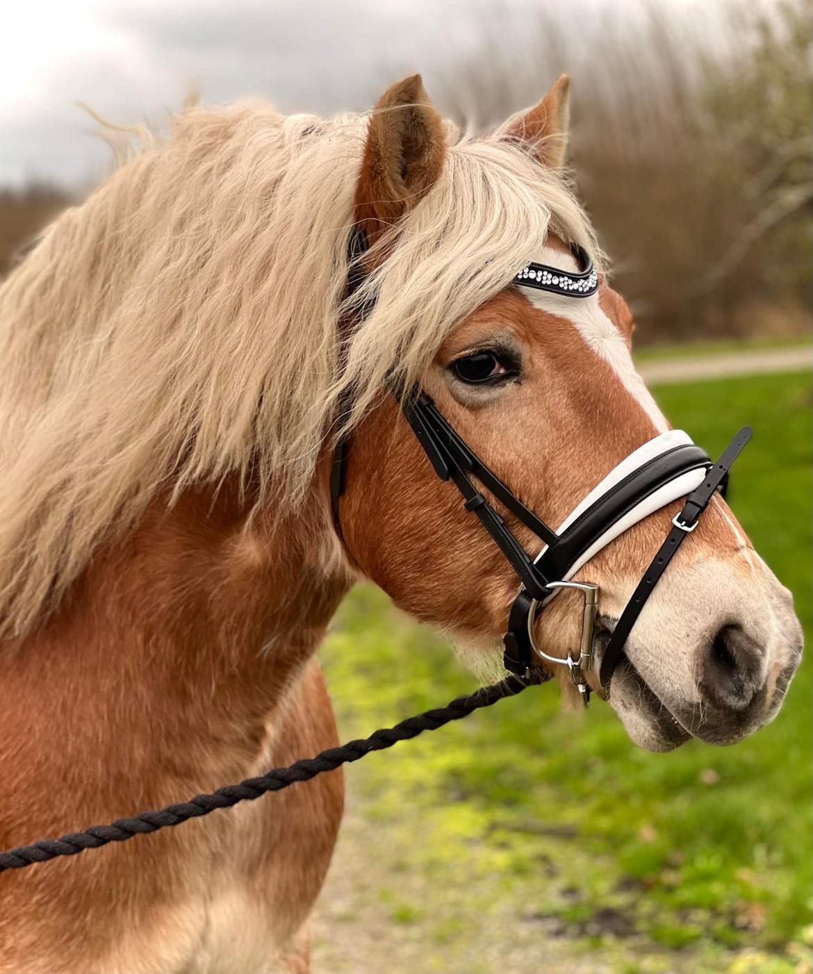Haflinger Bella - November 2022 billede 10