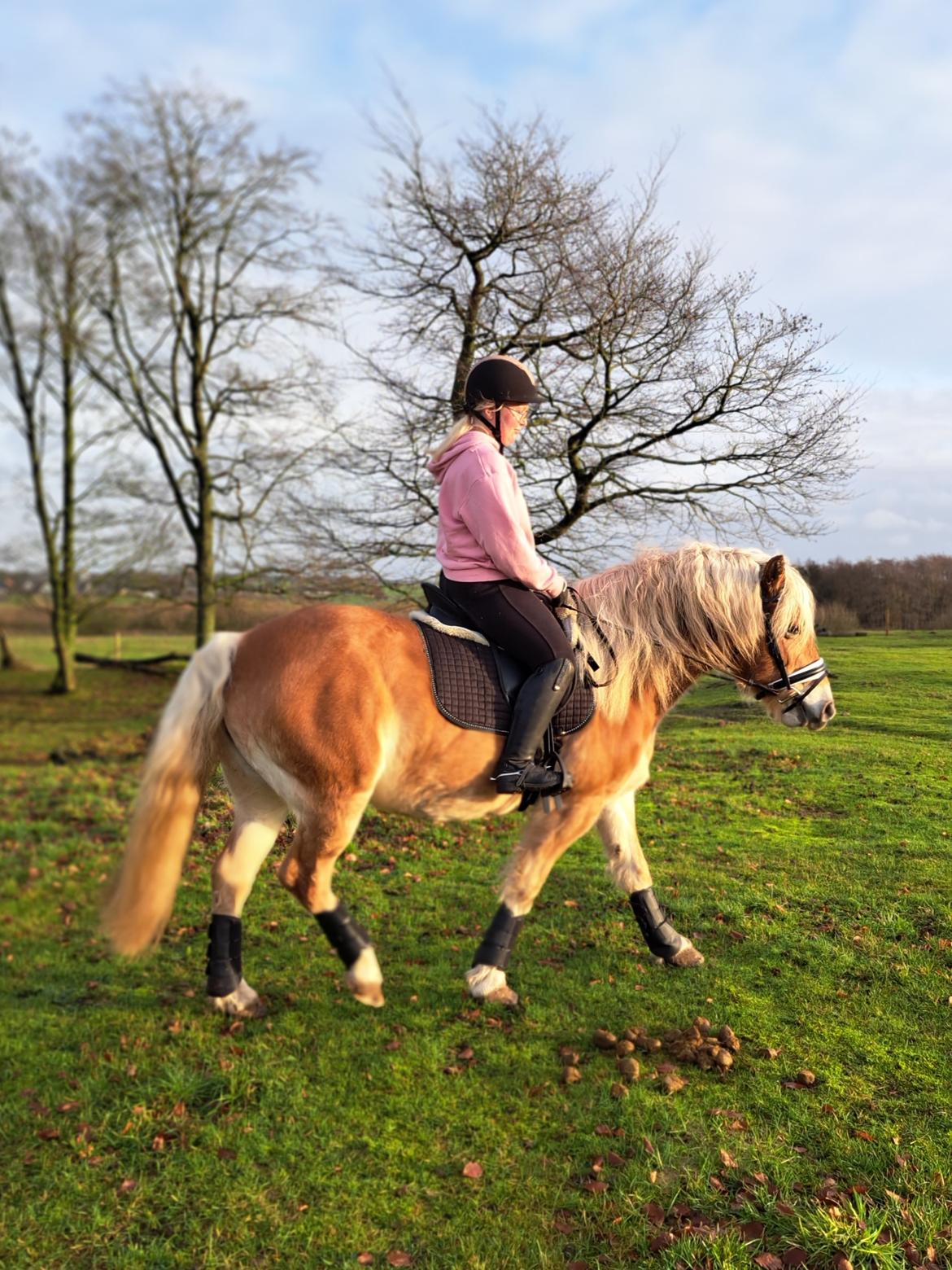 Haflinger Bella - December 2022 billede 6