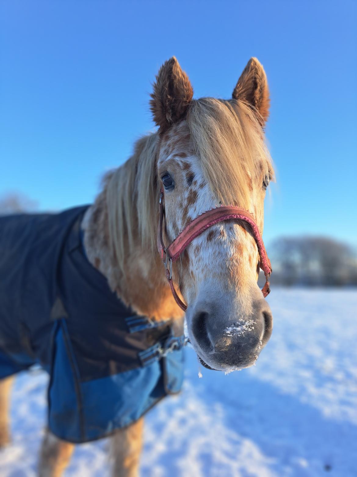 Anden særlig race Malou - November 2022 billede 2