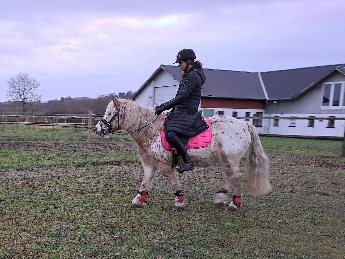 Anden særlig race Malou - December 2022 billede 4