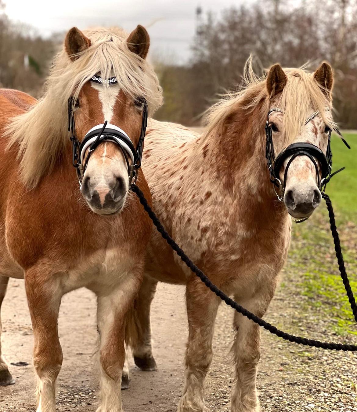 Anden særlig race Malou - November 2022 billede 13