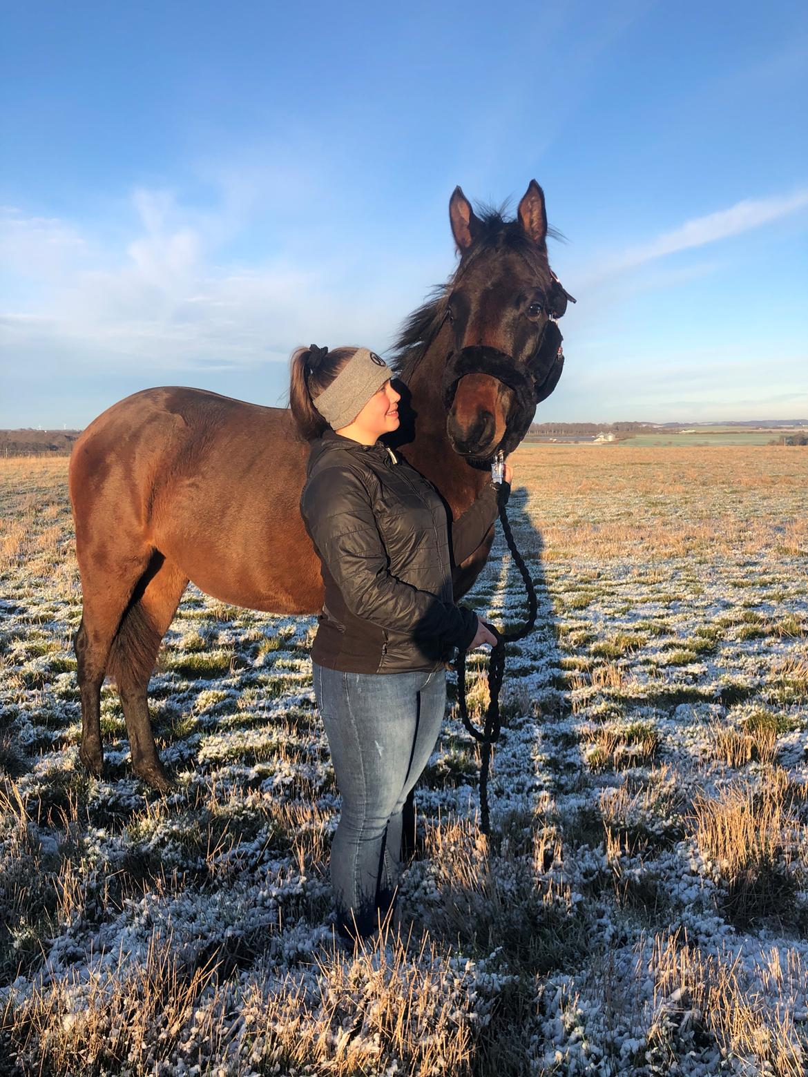 Trakehner Playboy Af Solbjerggaard billede 1