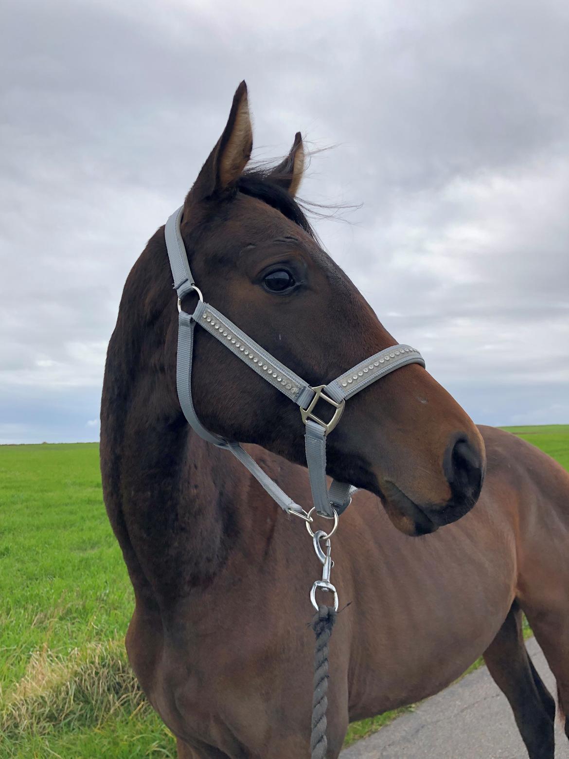 Trakehner Playboy Af Solbjerggaard billede 3