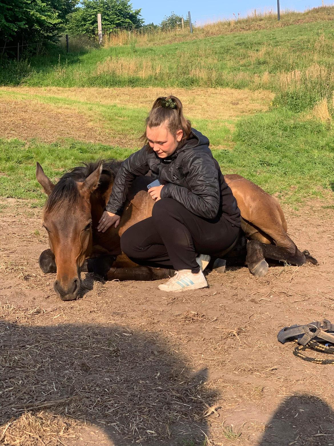Trakehner Playboy Af Solbjerggaard billede 4